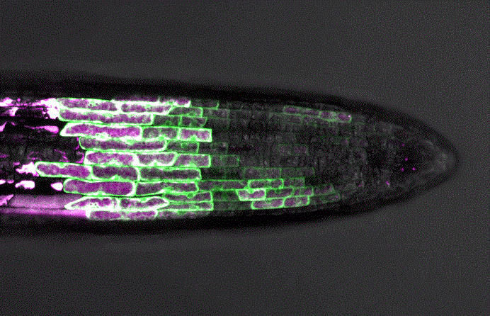 programmed cell death in the Arabidopsis root cap