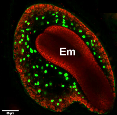 endosperm cell death Arabidopsis