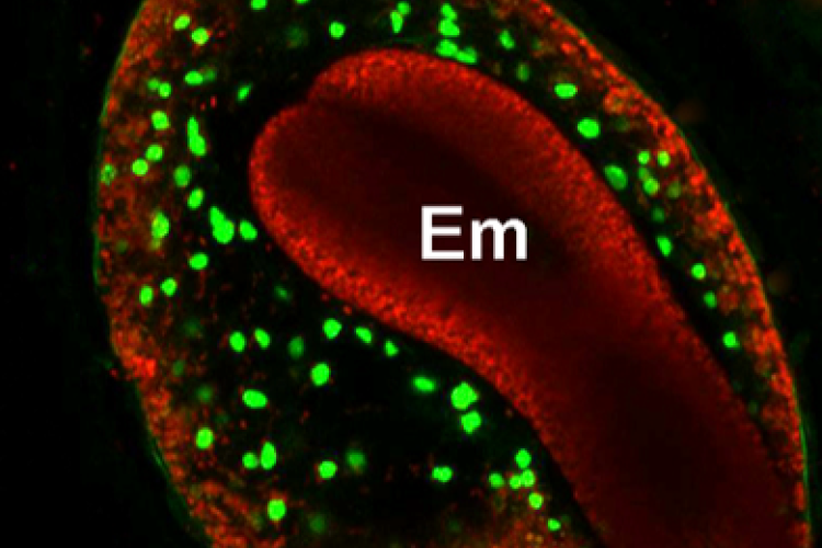 endosperm cell death