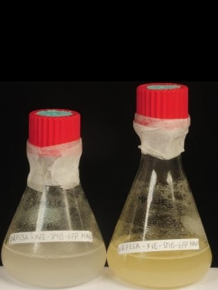 synthetic PCD biology